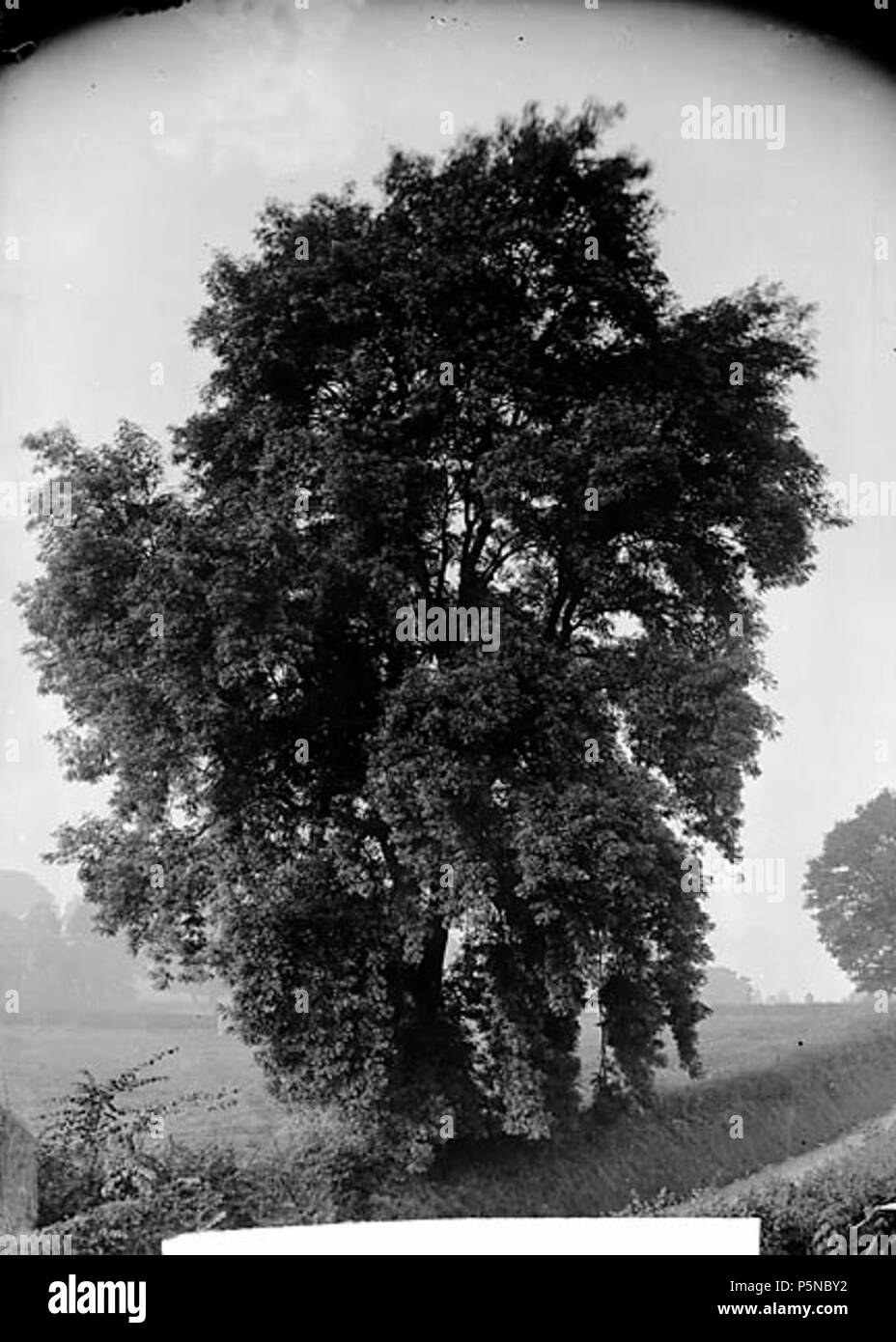 [Esche, Llanfyllin] [Graphic].. 1 Negativ: Glas, trockenen Platte, b&w, 16,5 x 12 cm. ca. 1885. Thomas, John, 142 Esche, Llanfyllin NLW 3363428 Stockfoto