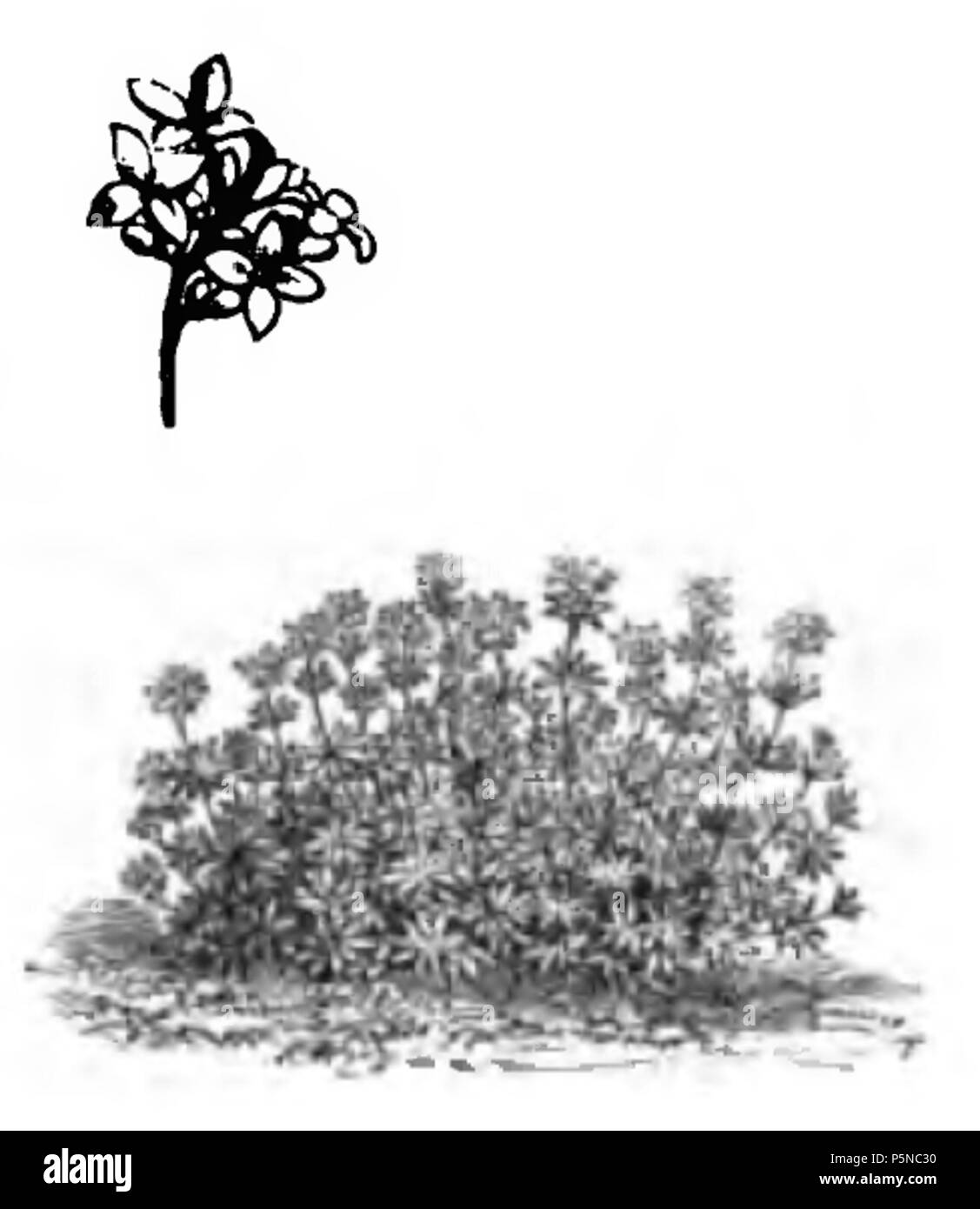 143 Aspérule odorante Vilmorin-Andrieux 1883 Stockfoto