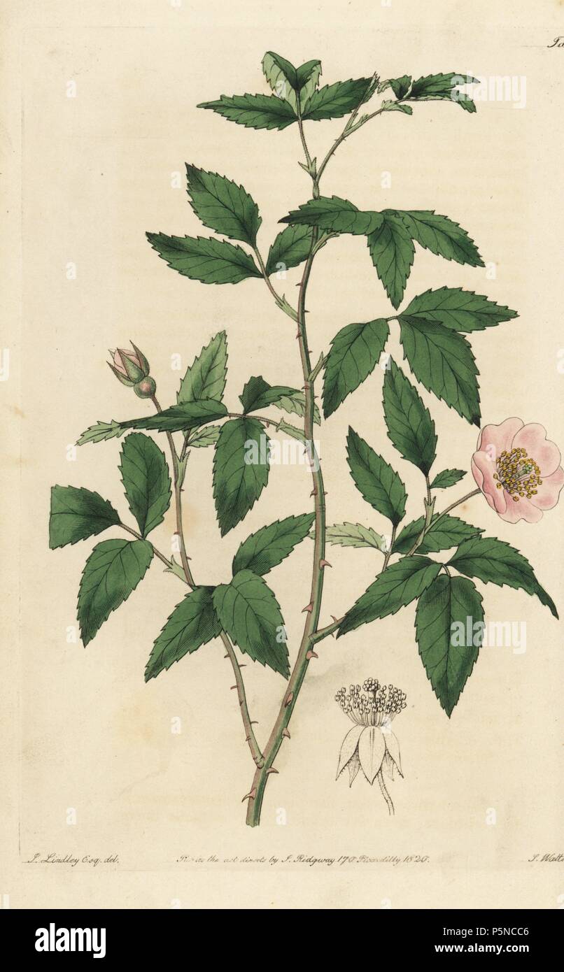 Best Western Bowen Rose, Rosa rubifolia. Papierkörbe Kupferstich von Watt graviert aus eine Illustration von John Lindley aus seinem eigenen "Monographia Rosarum oder einem botanischen Geschichte der Rosen", London, Ridgeway, 1820. Lindley (1799-1865) war ein englischer Botaniker spezialisiert auf Rosen und Orchideen. Lindley schrieb und illustrierte Monografie, wenn gerade 22 Jahre alt. Er ging zu dem "botanischen Registrieren' von 1829 bis 1847 zu bearbeiten. Stockfoto