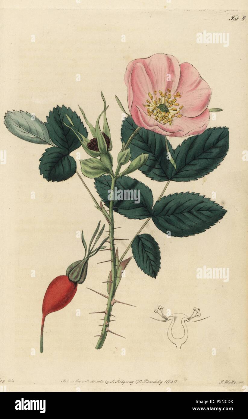 Stachelige Rose, Rosa acicularis, mit rosa Blume, Bud, Hagebutten und langen Dornen. Papierkörbe Kupferstich von Watt graviert aus eine Illustration von John Lindley aus seinem eigenen "Monographia Rosarum oder einem botanischen Geschichte der Rosen", London, Ridgeway, 1820. Lindley (1799-1865) war ein englischer Botaniker spezialisiert auf Rosen und Orchideen. Lindley schrieb und illustrierte Monografie, wenn gerade 22 Jahre alt. Er ging zu dem "botanischen Registrieren' von 1829 bis 1847 zu bearbeiten. Stockfoto