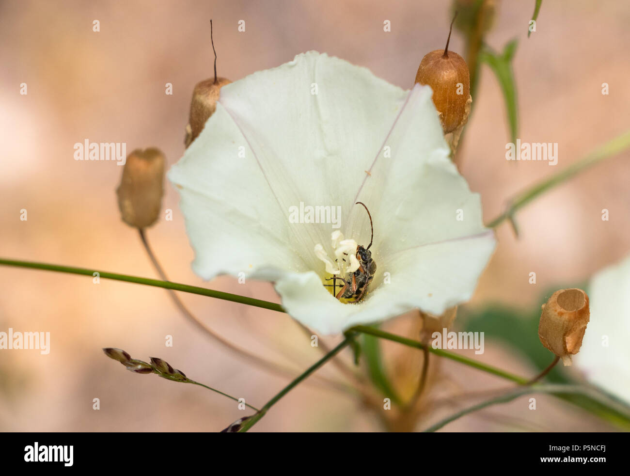 Fehler in einer Blume Stockfoto