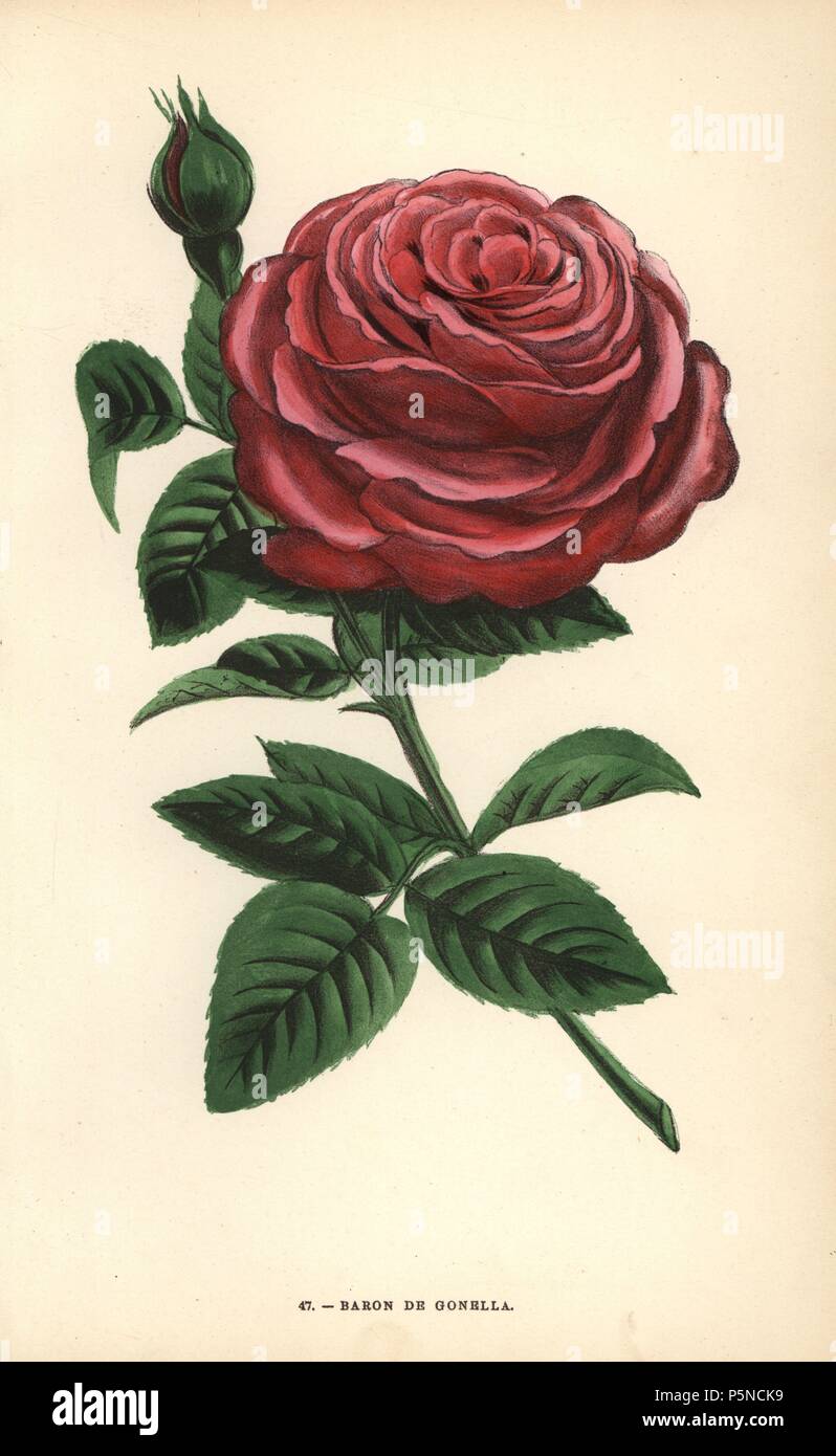 Baron de Gonella Rose, Vielfalt der Ile-Bourbon Rose, von Monsieur Guillot Sr. in Lyon im Jahr 1859 angehoben. Chromolithograph gezeichnet und Lithographierten nach der Natur von F. Grobon von Hippolyte Jamain und Eugene Forney's "Les Roses", Paris, J. Rothschild, 1873. Jamain war ein rosenzüchter und Forney ein Professor der baumzucht. François Frédéric Grobon (1815-1901) ließ seinen eigenen Atelier und illustrierte 'fleurs' nach der Redoute mit seinem Bruder Anthelme als grobon Freres. Stockfoto