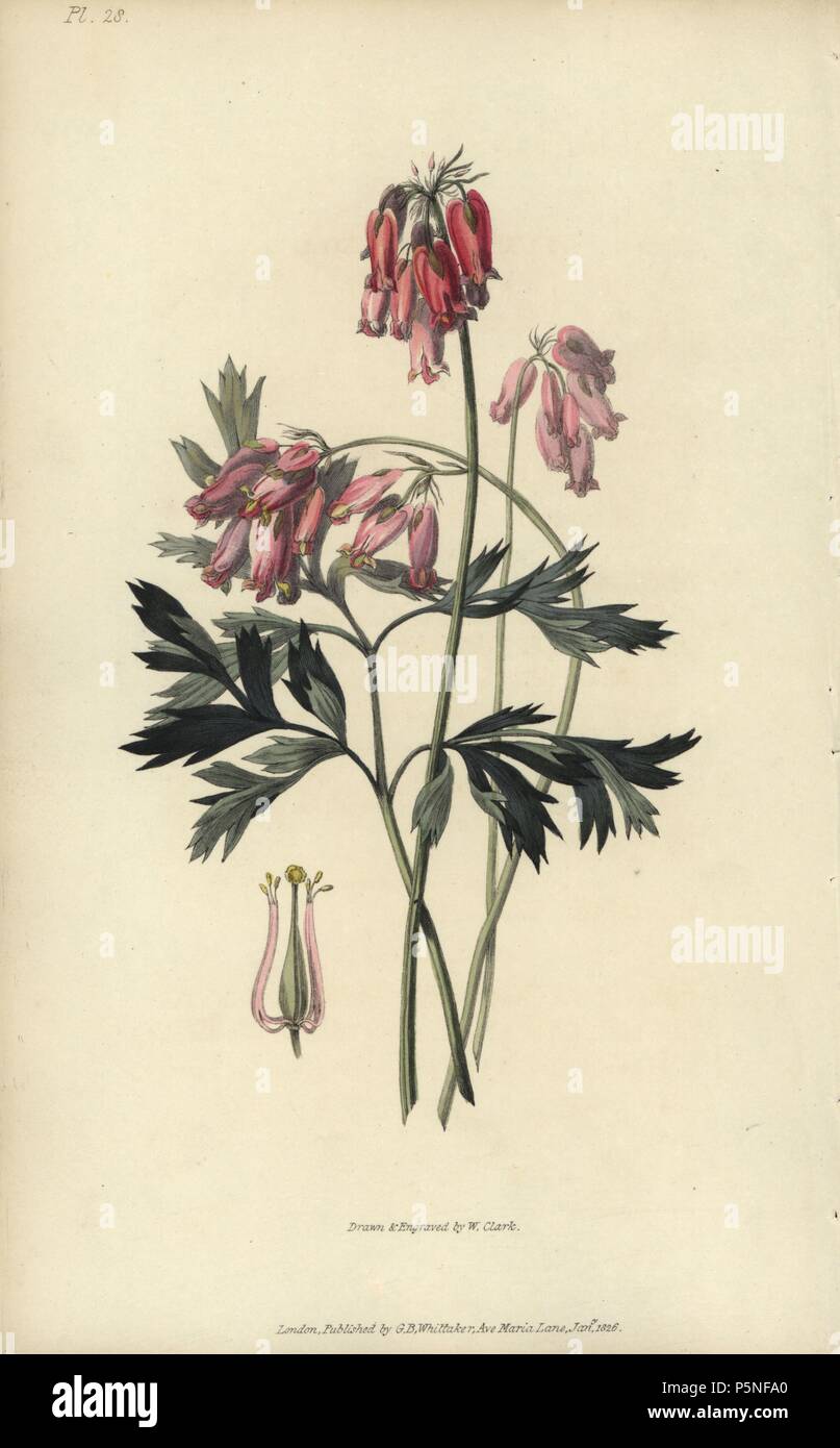 Fransen blutende Herz, Campanula pyramidalis Eximia. Papierkörbe botanischen Abbildung gezeichnet und von William Clark von Richard Morris' Flora Conspicua' London, Longman, Rees, 1826 eingraviert. William Clark war ehemaliger Verfasser des Londoner Gartenbaugesellschaft und illustriert viele botanische Bücher, die in den 1820er und 1830er Jahren. Stockfoto