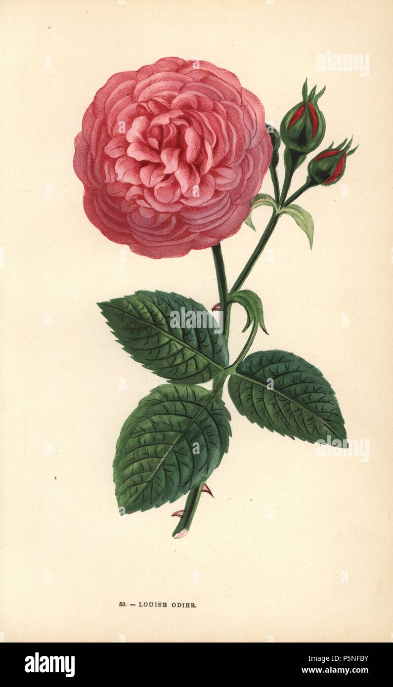 Louise Odier Rose, Hybrid der Ile Bourbon Rose, von Monsieur Margottin in Paris im Jahr 1851 angehoben. Chromolithograph gezeichnet und Lithographierten nach der Natur von F. Grobon von Hippolyte Jamain und Eugene Forney's "Les Roses", Paris, J. Rothschild, 1873. Jamain war ein rosenzüchter und Forney ein Professor der baumzucht. François Frédéric Grobon (1815-1901) ließ seinen eigenen Atelier und illustrierte 'fleurs' nach der Redoute mit seinem Bruder Anthelme als grobon Freres. Stockfoto