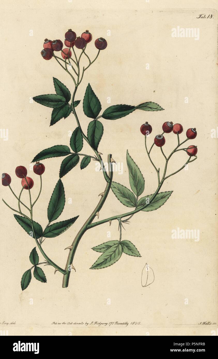 Rosa, Rosa cymosa microcarpa var. cymosa, mit Crimson Hagebutten. Papierkörbe Kupferstich von Watt graviert aus eine Illustration von John Lindley aus seinem eigenen "Monographia Rosarum oder einem botanischen Geschichte der Rosen", London, Ridgeway, 1820. Lindley (1799-1865) war ein englischer Botaniker spezialisiert auf Rosen und Orchideen. Lindley schrieb und illustrierte Monografie, wenn gerade 22 Jahre alt. Er ging zu dem "botanischen Registrieren' von 1829 bis 1847 zu bearbeiten. Stockfoto