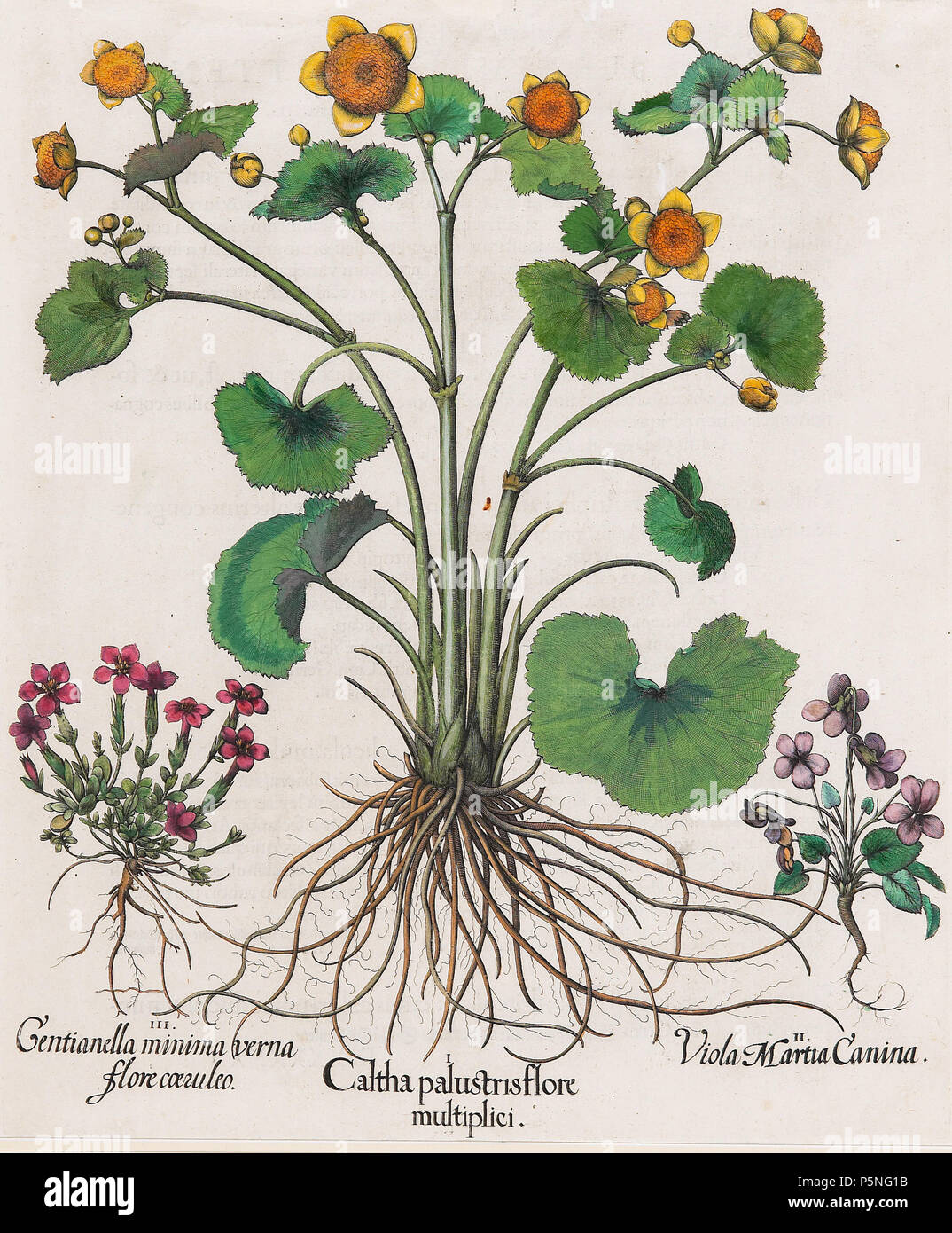 N/A. Deutsche Botaniker und Apotheker N/A175 Basilius Besler-Caltha palustris Flore Stockfoto
