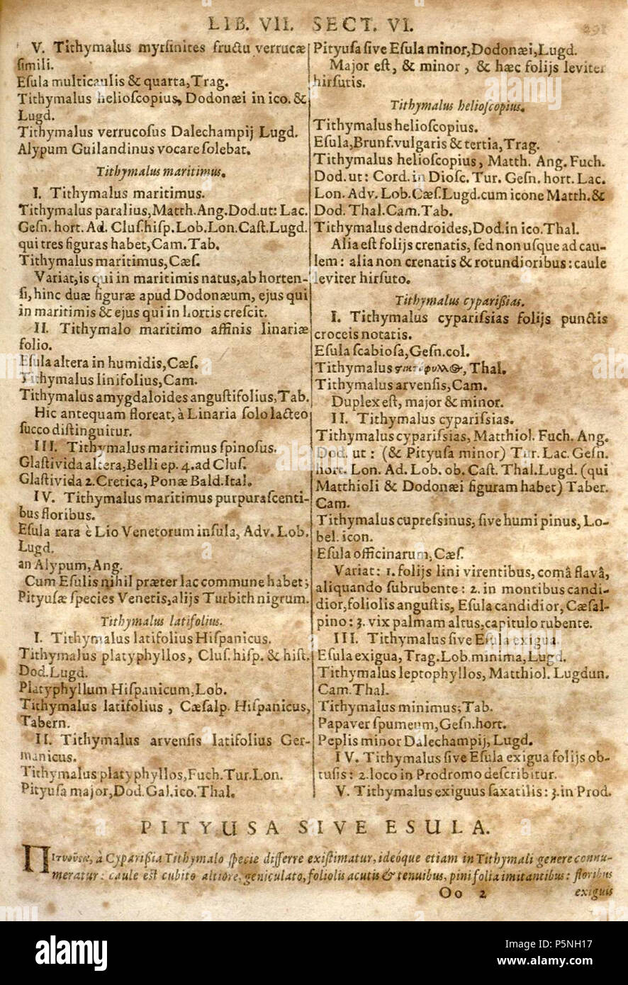 N/A. Englisch: Caspar Bauhin (1623), pinax Theatri Botanici, Seite 291. Auf dieser Seite werden eine Reihe von Arten (Tithymalus nun Euphorbia) ist aufgeführt, beschrieben und mit Synonymen und Referenzen zur Verfügung. Bauhin bereits verwendeten Binom Namen aber nicht konsequent alle Arten der gesamten Arbeit binomials geben. Nederlands: Caspar Bauhin (1623), pinax Theatri Botanici, pagina 291. Op deze pagina wordt een Anzahl soorten van het geslacht Tithymalus (nu Euphorbia) opgesomd, beschreven en van Synonymen en häufig gestellte Fragen Referenzen voorzien. Bauhin Aktuelles al binominale Namen Maar gaf nog nicht konsequent alle Soorten in Stockfoto