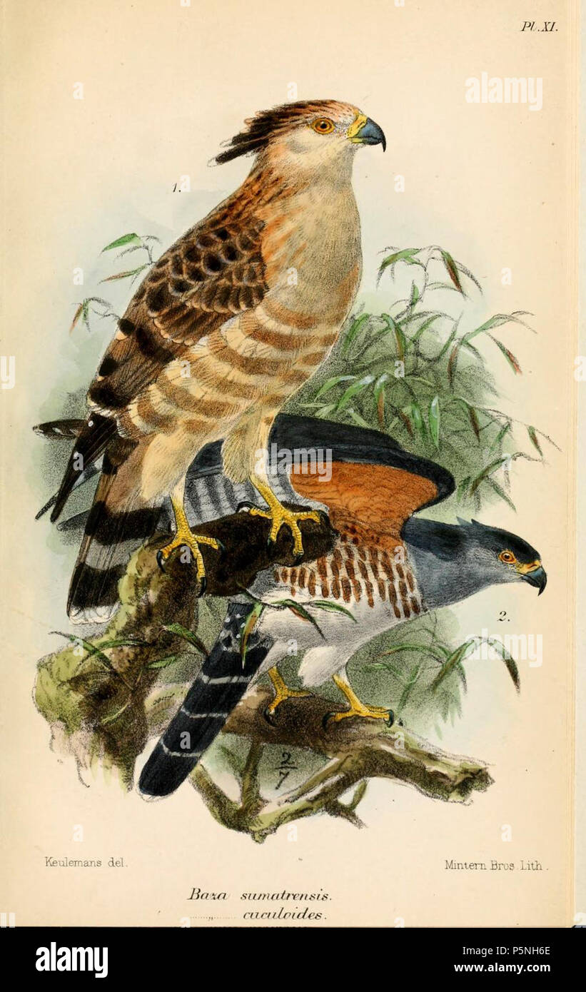 N/A. 1. (Oben) Baza sumatrensis Lafr. = Aviceda jerdoni jerdoni (Blyth, 1842) 2. (Unten) [Baza] cuculoides Sw. = Aviceda cuculoides cuculoides (Swainson, 1837) Englisch: Jerdon's Baza (oben), Afrikanische Kuckuck - Hawk (unten). 1874. John gerrard Keulemans (1842-1912) Alternative Namen Johannes Gerardus Keulemans; J. G. Keulemans Beschreibung niederländische Ornithologe und Künstler Geburtsdatum / Tod vom 8. Juni 1842 29. Dezember 1912 Ort der Geburt / Tod Rotterdam London Authority control: Q 1335286 VIAF: 42113661 ISNI: 0000 0000 6313 981 X ULAN: 500041975 98083374 LCCN: keine NLA: 35268760 WorldCat Rich Stockfoto