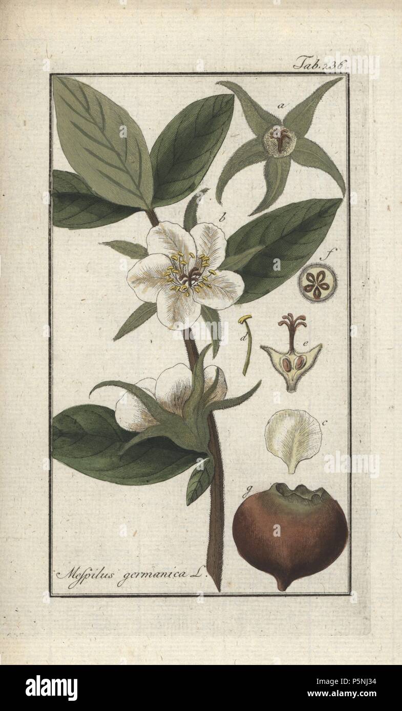 Gemeinsame Mispel, Mespilus germanica. Papierkörbe Kupferstich botanischen Gravur von Johannes Zorn's 'Afbeelding der Artseny-Gewassen", Jan Christiaan Sepp, Amsterdam, 1796. Zorn zuerst veröffentlicht seine medizinischen Botanik in Nürnberg im Jahr 1780 illustriert mit 500 Platten und eine niederländische Ausgabe, gefolgt 1796 von J.C. veröffentlicht. Sepp mit einem zusätzlichen 100 Platten. Zorn (1739-1799) war ein deutscher Apotheker und Botaniker, der medizinische Pflanzen aus ganz Europa für seinen "Icones plantarum medicinalium" für Apotheker und Ärzte gesammelt. Stockfoto