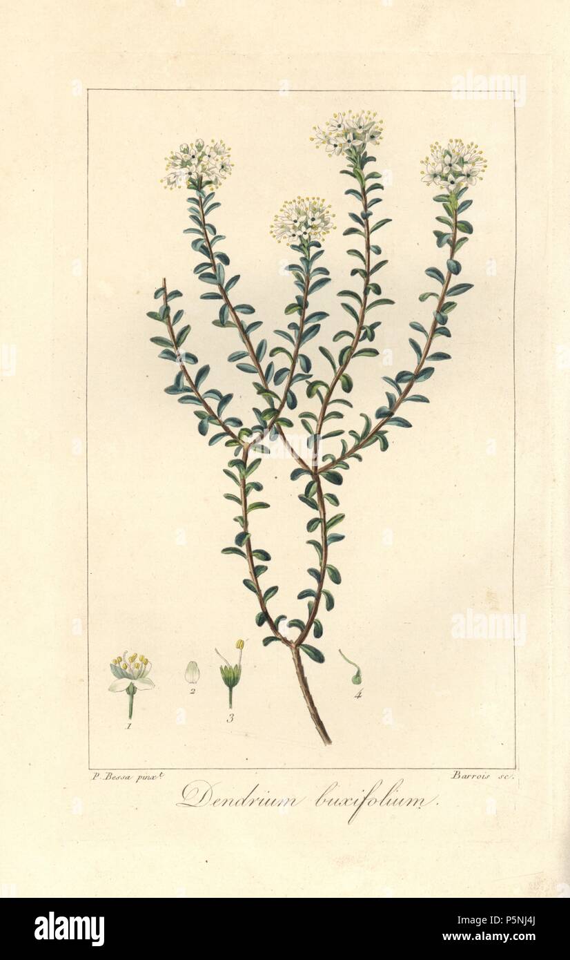 Ebenholts ameature