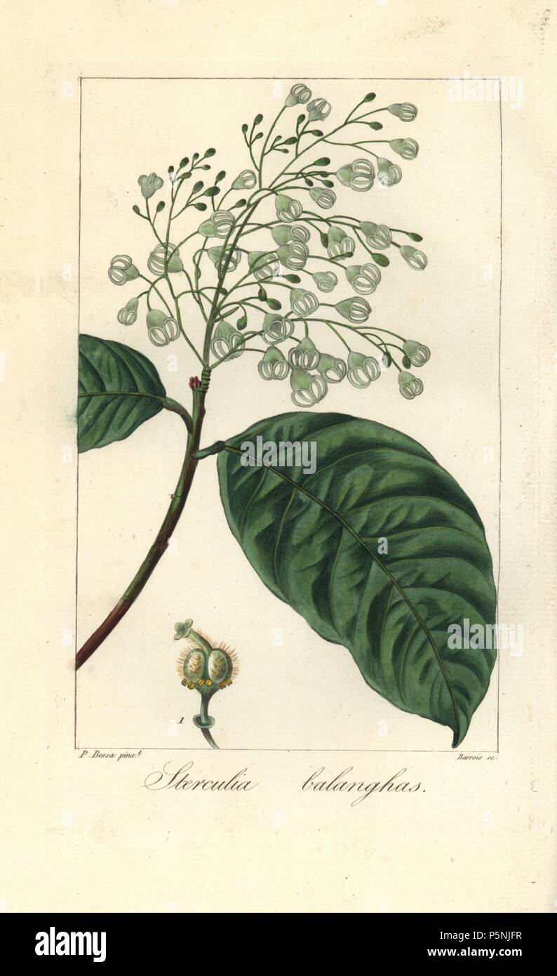 Sterculia balanghas, beheimatet in Afrika, Amerika und Asien. Papierkörbe Walze Gravur auf Kupfer durch Barrois aus botanischer Illustration von Pancrace Bessa aus Mordant de Launay' Herbier General de l 'Amateure' Audot, Paris, 1820. Die herbier war von 1810 bis 1827 veröffentlicht und von Mordant de Launay und Loiseleur-Deslongchamps bearbeitet werden. Bessa (1772-1830), zusammen mit Redoute und Turpin, ist einer der größten französischen botanischen Künstler des 19. Jahrhunderts angesehen. Stockfoto