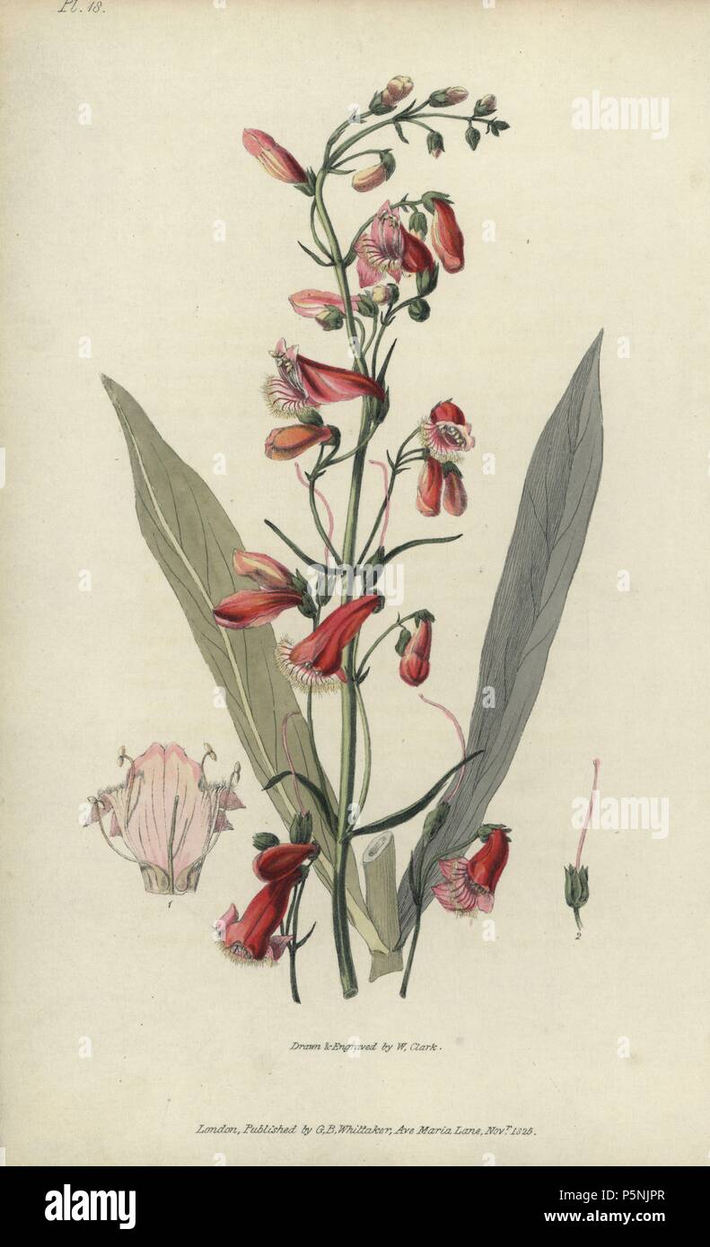 Scarlet Hornist, Penstemon barbatus. Papierkörbe botanischen Abbildung gezeichnet und von William Clark von Richard Morris' Flora Conspicua' London, Longman, Rees, 1826 eingraviert. William Clark war ehemaliger Verfasser des Londoner Gartenbaugesellschaft und illustriert viele botanische Bücher, die in den 1820er und 1830er Jahren. Stockfoto