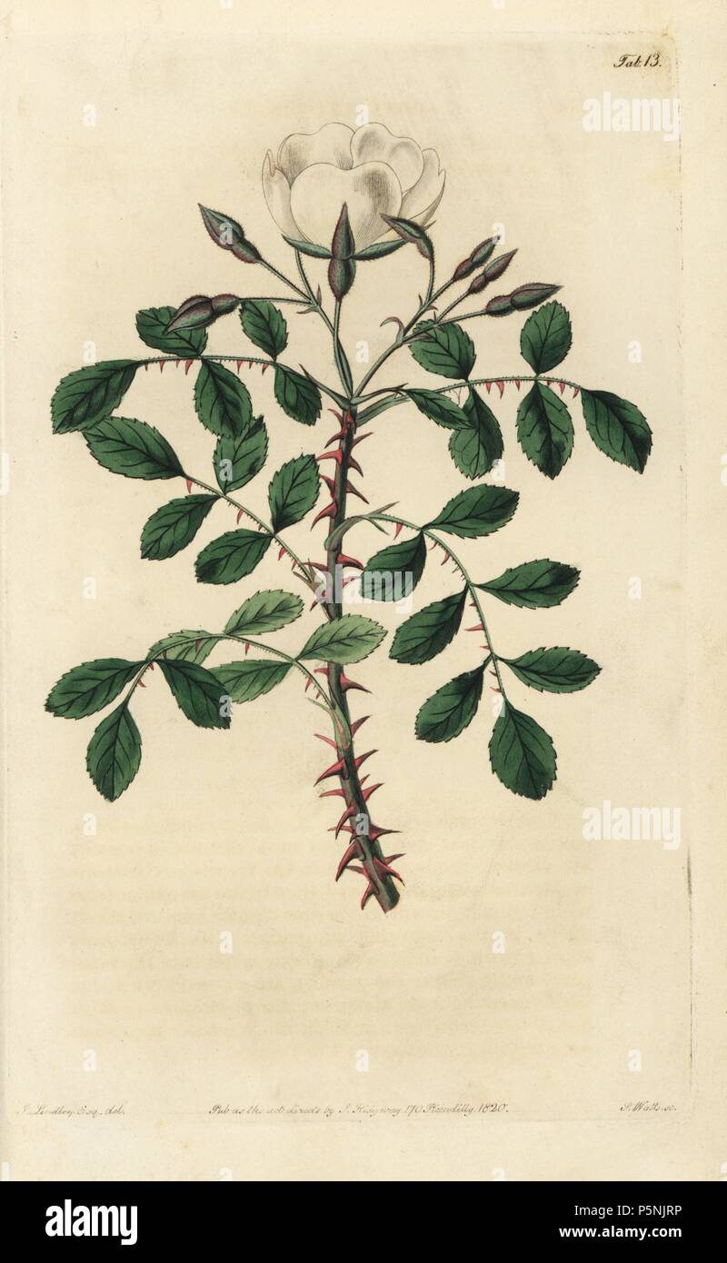 Abessinier Rose, Rosa abyssinica, mit weißen Blüten, Knospen und dornigen Zweigen. Papierkörbe Kupferstich von Watt graviert aus eine Illustration von John Lindley aus seinem eigenen "Monographia Rosarum oder einem botanischen Geschichte der Rosen", London, Ridgeway, 1820. Lindley (1799-1865) war ein englischer Botaniker spezialisiert auf Rosen und Orchideen. Lindley schrieb und illustrierte Monografie, wenn gerade 22 Jahre alt. Er ging zu dem "botanischen Registrieren' von 1829 bis 1847 zu bearbeiten. Stockfoto