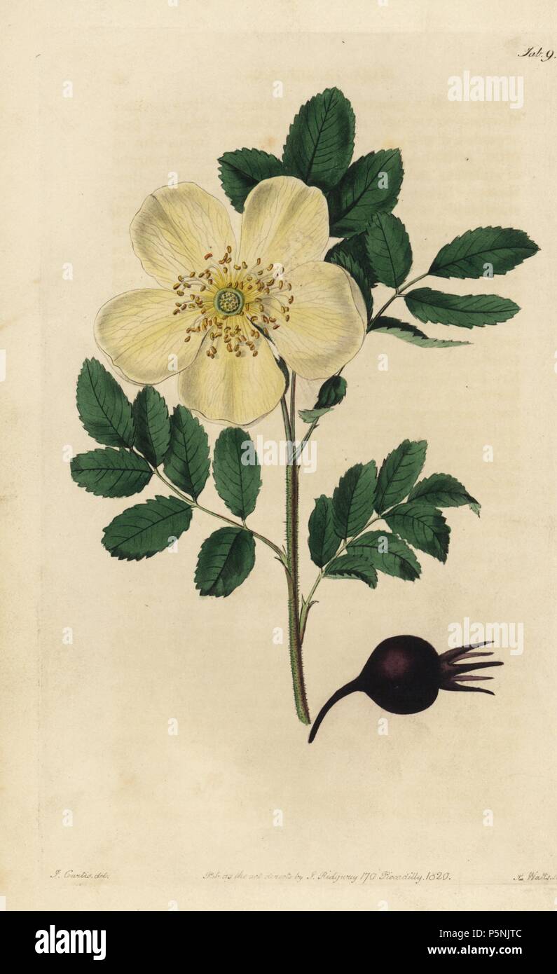 Gelbe American Rose, Rosa lutescens, mit Hagebutten. Papierkörbe Kupferstich von Watt graviert aus eine Illustration von John Lindley aus seinem eigenen "Monographia Rosarum oder einem botanischen Geschichte der Rosen", London, Ridgeway, 1820. Lindley (1799-1865) war ein englischer Botaniker spezialisiert auf Rosen und Orchideen. Lindley schrieb und illustrierte Monografie, wenn gerade 22 Jahre alt. Er ging zu dem "botanischen Registrieren' von 1829 bis 1847 zu bearbeiten. Stockfoto