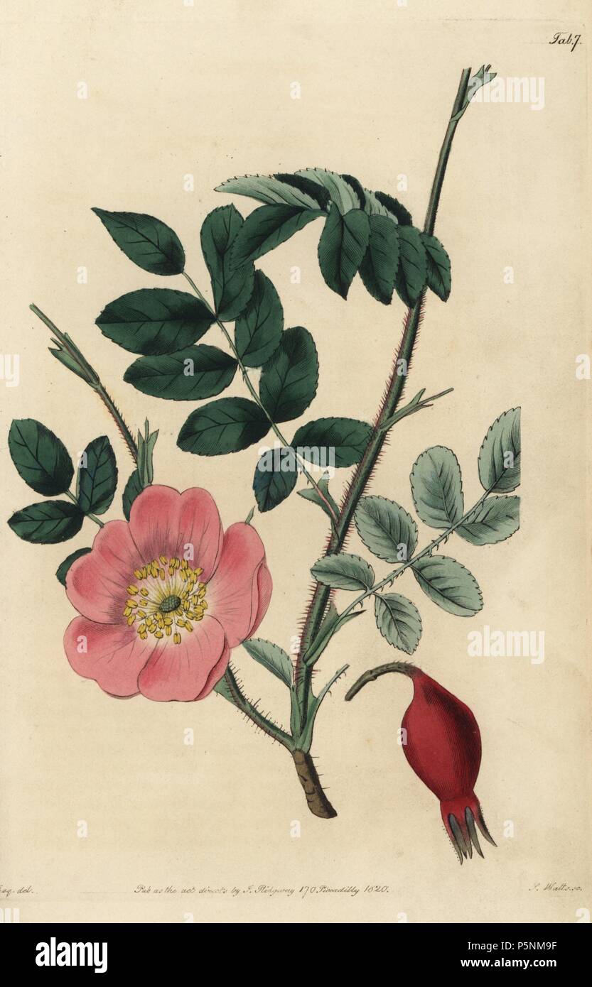 Rosa stricta mit Blume, Hagebutten, Blätter und dornigen Zweigen. Papierkörbe Kupferstich von Watt graviert aus eine Illustration von John Lindley aus seinem eigenen "Monographia Rosarum oder einem botanischen Geschichte der Rosen", London, Ridgeway, 1820. Lindley (1799-1865) war ein englischer Botaniker spezialisiert auf Rosen und Orchideen. Lindley schrieb und illustrierte Monografie, wenn gerade 22 Jahre alt. Er ging zu dem "botanischen Registrieren' von 1829 bis 1847 zu bearbeiten. Stockfoto