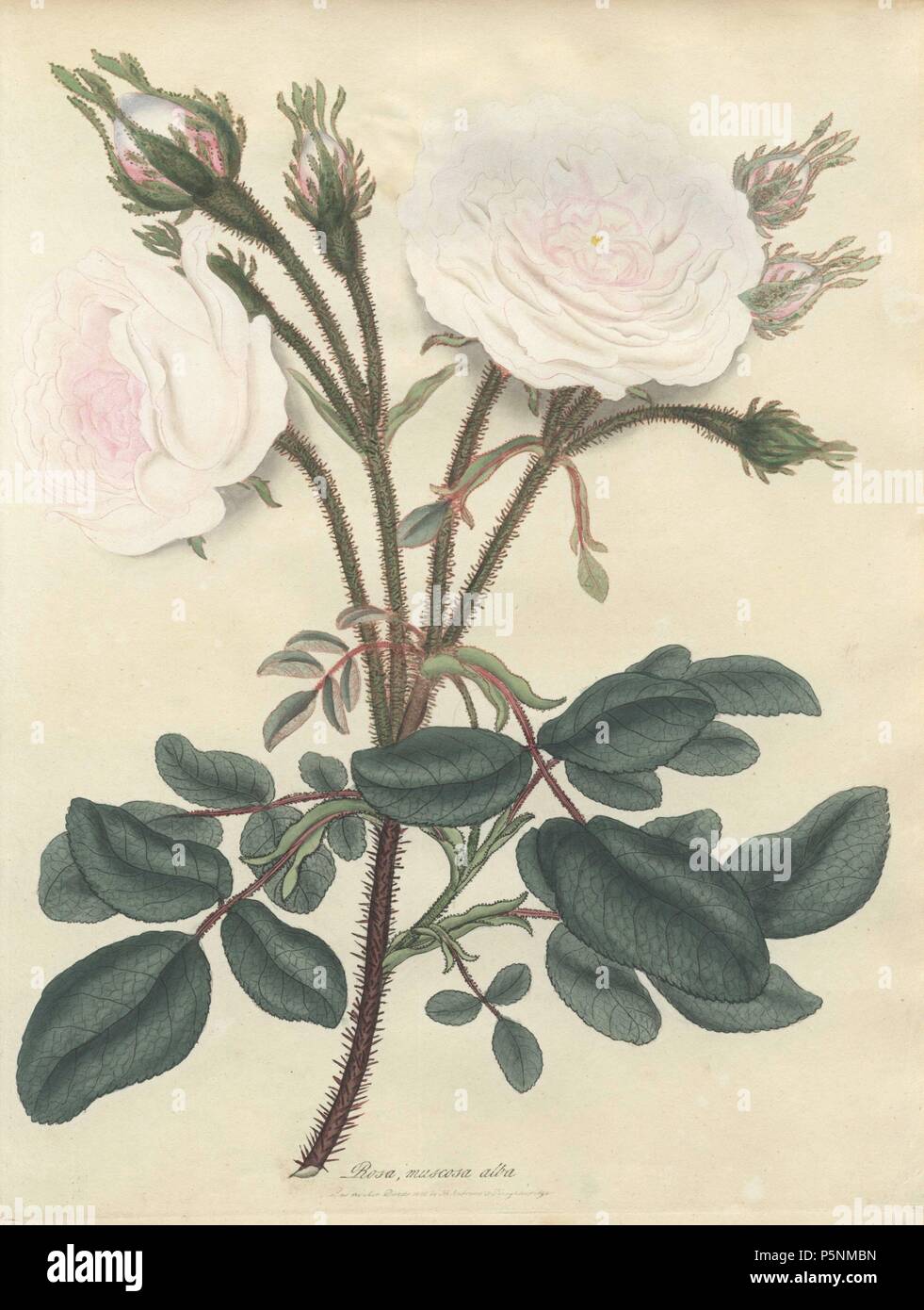 White Moss Rose, Rosa muscosa Alba. Papierkörbe Kupferstich botanischen gezeichnet, graviert und von Henry Charles Andrews farbige für seine eigenen' Rosen, eine Monographie der Gattung Rosa", London, 1806. Andrews war ein englischer Botaniker, Künstler und Graveur, der Botaniker Repository" von 1797 bis 1812 und separate Volumes auf Rosen, Geranien und Heide veröffentlicht. Stockfoto