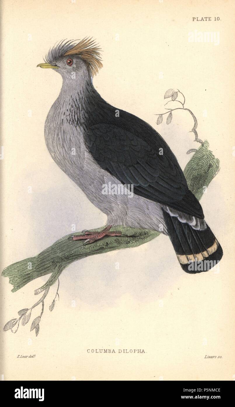 Haarknoten Taube, Lopholaimus antarcticus (Columba dilopha, double-Crested pigeon), in Australien. Papierkörbe Stahlstich von William Lizars nach einer Illustration von Edward Lear aus Band Prideaux John Selby "Tauben" in Sir William Jardine's" des Naturforschers Bibliothek: Ornithologie", herausgegeben von W.H. Lizars, Edinburgh, 1835. Künstler Edward Lear (1812-1888), heute berühmt für seinen literarischen Unsinn und Limericks, war ein geschickter ornithologischen Künstler, der 1832 veröffentlicht' Illustrationen der Familie Psittacidae oder Papageien'. Stockfoto