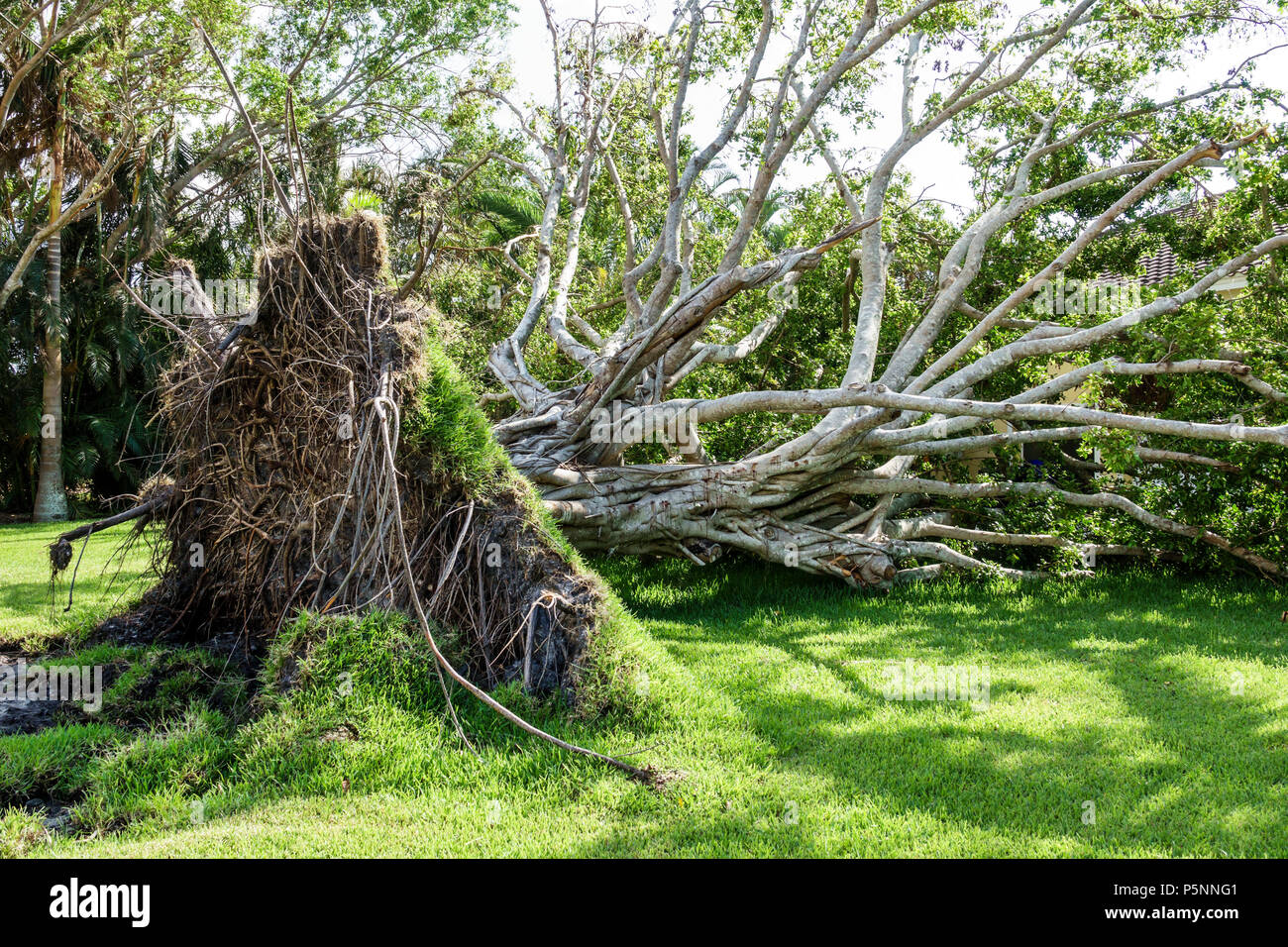 Naples, Florida, Crayton Road, Hurrikan Irma, Windsturmschäden, Zerstörung nach der Zerstörung, Sturz über großen Baum, Wurzelsystem, Rasen, FL170925066 Stockfoto