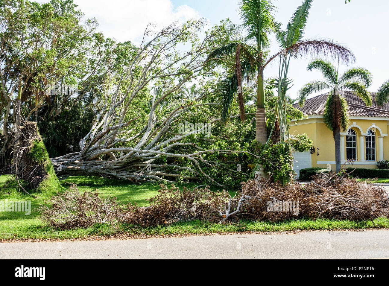 Naples, Florida, Crayton Road, Haus Häuser Haus, Hurrikan Irma, Windsturm Schäden Zerstörung Nachwirkungen, gestürzt über große Bäume, Wurzelsystem, Stockfoto