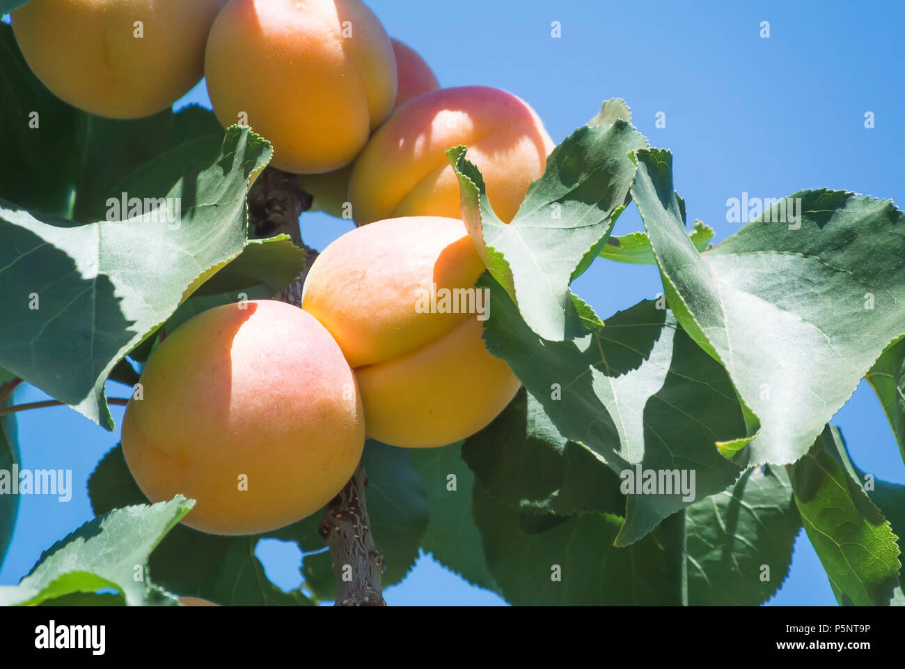 Aprikosen reifen auf Ast Stockfoto