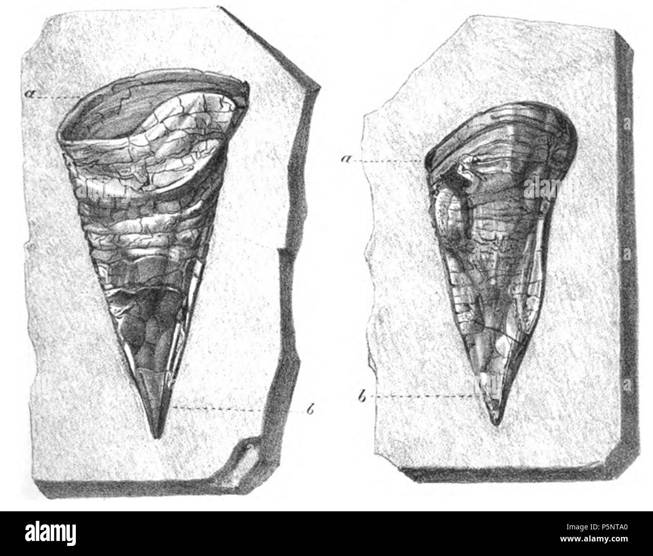 N/A. Englisch: Links: Perfekt in Form von peristome, a; obwohl viel komprimiert, der Hohlraum der Kammer, teilweise mit Lehm gefüllt, ist wohl Recht definiert: Dieses Muster ist auch perfekt, aber in der Folge seine Position in den Ton, nur die Hälfte der basalen oder oberen Teil der Marge Der peristome (a) sichtbar wird. 1848. Gideon Mantell 184 Belemnotheutis phragmocones Stockfoto