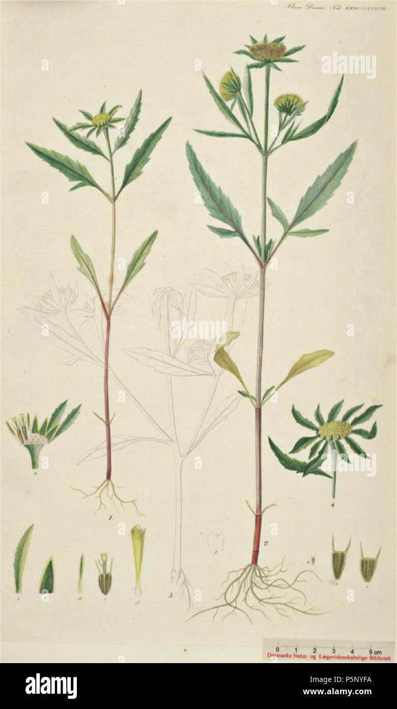 N/A. Englisch: Bidens radiata Nederlands: Riviertandzaad. Flora Danica Georg Christian Oeder e.a. (1761-1888) 199 Bidens radiata, riviertandzaad Stockfoto