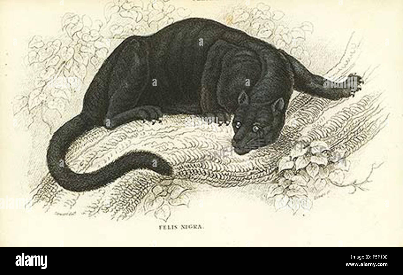 N/A. Englisch: antike Drucken des Schwarzen Puma von großen Katzen durch  Lizars. 1843. Lizars 207 Schwarz puma Stockfotografie - Alamy