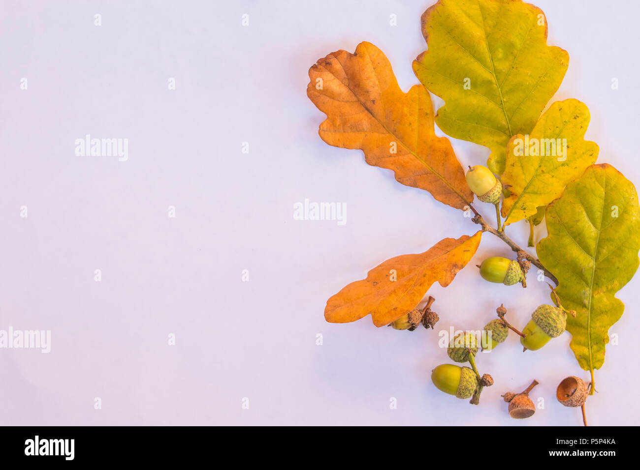Eiche Zweige mit Blättern und Eicheln auf weißem Hintergrund. Flach, Ansicht von oben. Herbst Eichenzweig und Eicheln isoliert. Herbst Postkarte mit kopieren. Flora details Konzept. Stockfoto