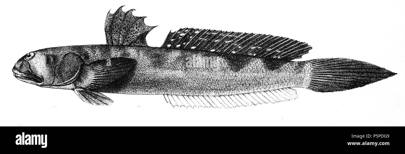 N/A. Die Namen der Arten/Identität notwendig. Die ursprüngliche Platten zeigten die Fische nach rechts und hier gedreht wurden. Boleophthalmus dussumieri. 1878. George Henry Ford (1808 - 1876) Alternative Namen G. H. Ford Beschreibung Künstler Datum der Geburt / Tod 20. Mai 1808 1876 Ort der Geburt / Todes Cape Colony London Authority control: Q VIAF: 317102730 17105498 LCCN: n 2015185868 WorldCat 218 Boleophthalmus dussumieri Ford 64 Stockfoto