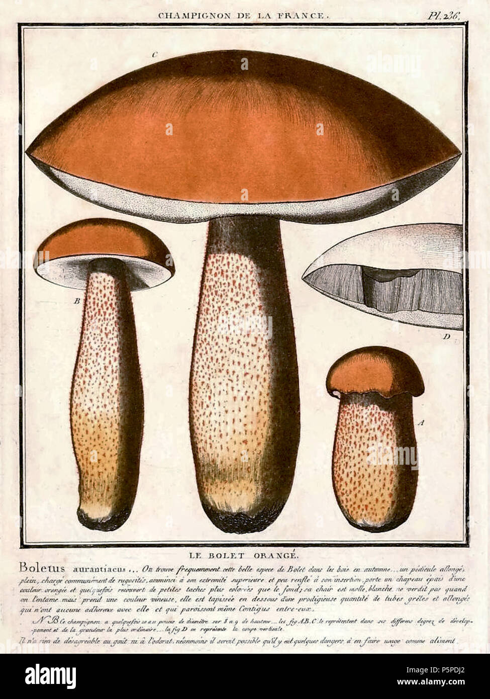 218 Steinpilze aurantiacus (Bull.) Stockfoto