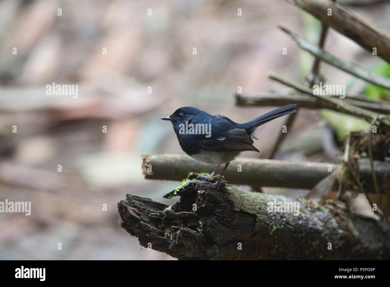 Madagassischen Magpie Robin Stockfoto