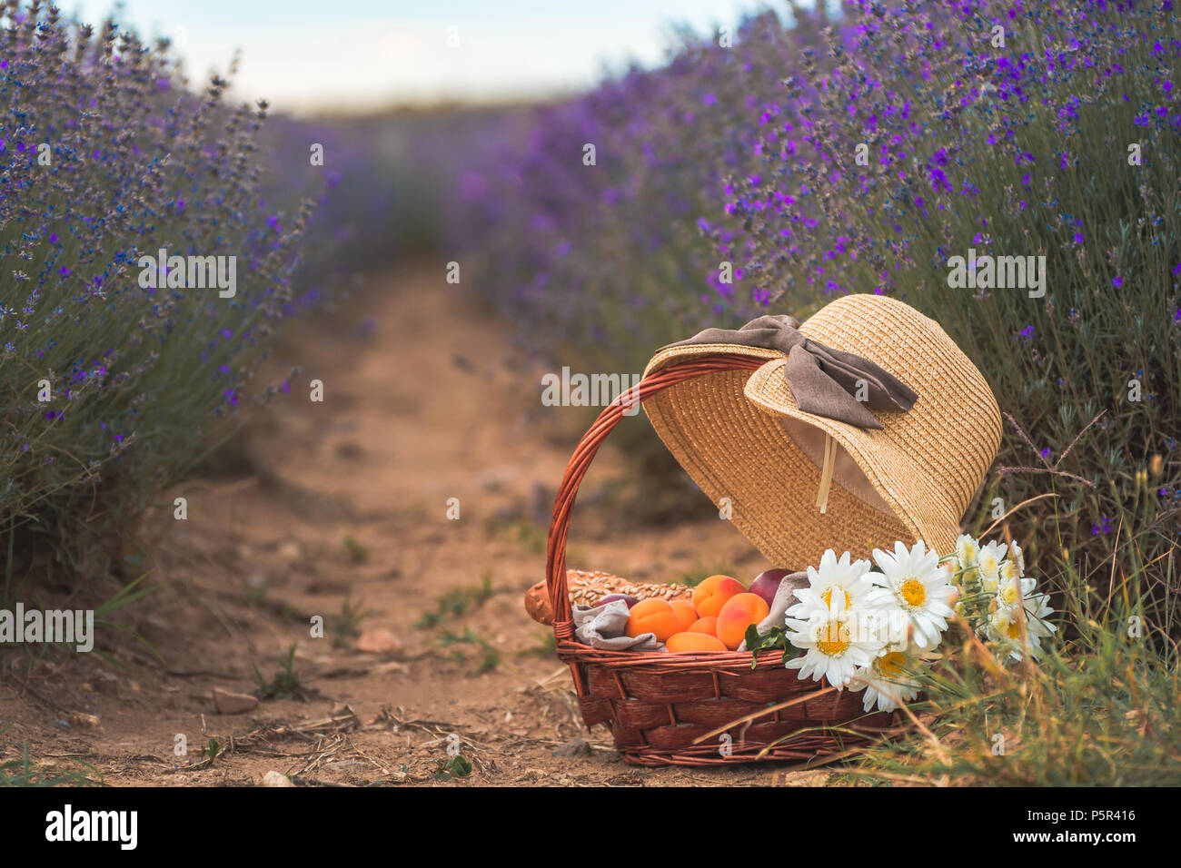 Schöne Korb mit Pfirsichen, Kamillenblüten und französische Baguettes mit einem Strohhut auf der Oberseite in einem wunderschönen blühenden Lavendel Feld in Lowetsch Stockfoto