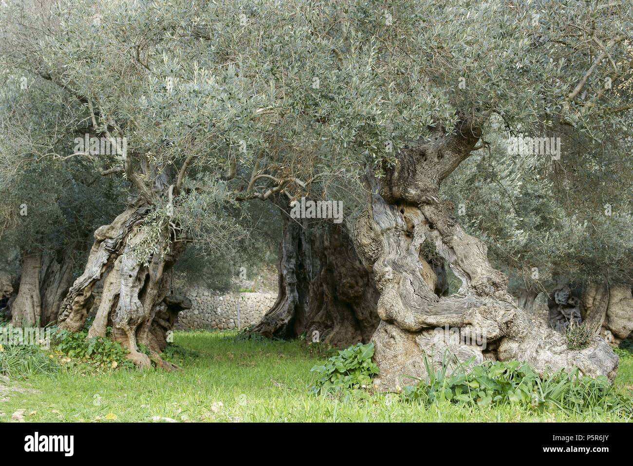 Olivar, Sa Bassa. Bunyola. Sierra de Tramuntana. Mallorca Islas Baleares. España. Stockfoto