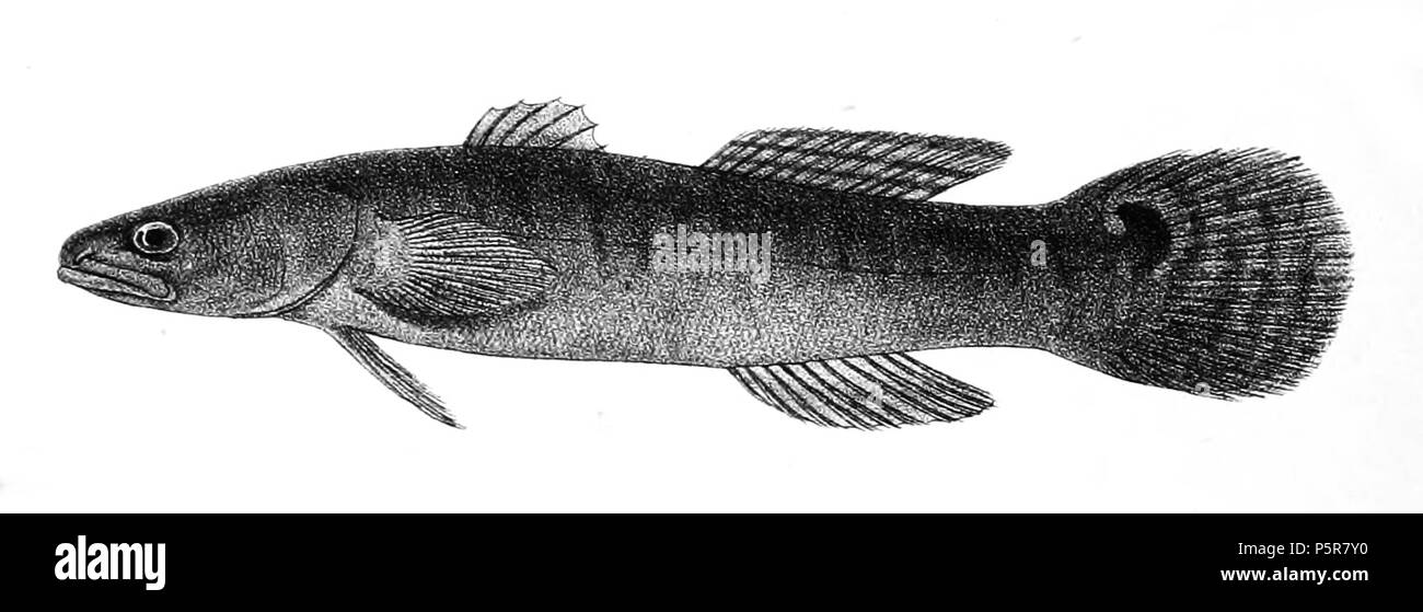 N/A. Bostrychus sinensis Syn. Bostrichthys sinensis Die Namen der Arten/Identität notwendig. Die ursprüngliche Platten zeigten die Fische nach rechts und hier gedreht wurden. Bostrichthys sinensis. 1878. George Henry Ford (1808 - 1876) Alternative Namen G. H. Ford Beschreibung Künstler Datum der Geburt / Tod 20. Mai 1808 1876 Ort der Geburt / Todes Cape Colony London Authority control: Q VIAF: 317102730 17105498 LCCN: n 2015185868 WorldCat 225 Bostrichthys sinensis Ford 65 Stockfoto