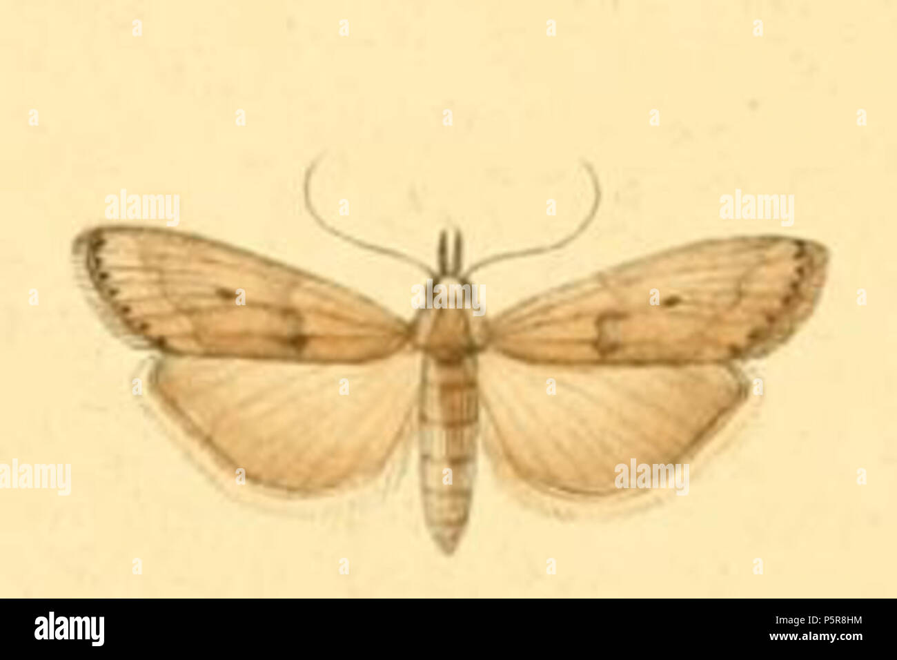 N/A. Englisch: Bradyrrhoa trapezella. 1836. Philogène Auguste Joseph Duponchel (1774-1846) Alternative Namen Philogene Auguste Joseph Duponchel Beschreibung französischer Entomologe und Zoologe Geburtsdatum / Tod 1774 vom 10. Januar 1846 Ort der Geburt / Todes Valenciennes Paris Authority control: Q 635972 VIAF: 57466259 ISNI: 0000 00010677 2931 LCCN: nb 2010030169 Open Library: OL 6434764 EINEN GND: 121286509 WorldCat 229 Bradyrrhoa trapezella Stockfoto