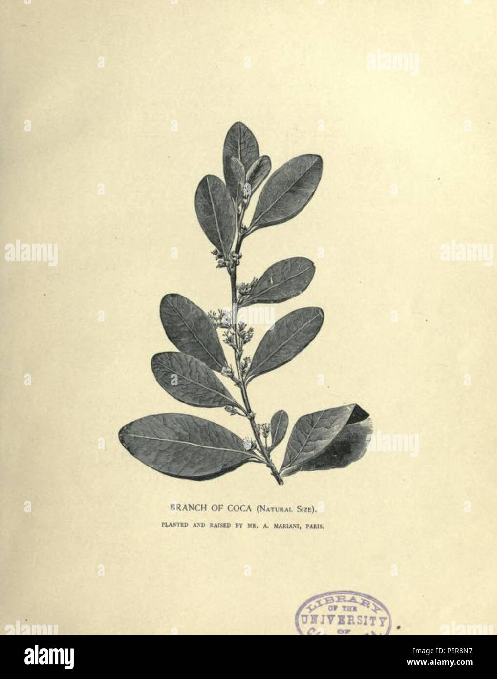 N/A. Français: Gravure représentant une Branche de Coca (Taille naturelle) plantée et cultivée par Angelo Mariani. Abbildung: de l'ouvrage en anglais Porträts aus dem Album Mariani (1893) précédant la Veröffentlichung des quatorze Volumen de l'Album de français à partir de 1894. 1893. Graveur de l'ouvrage 229 Branche de Coca Porträts aus dem Album Mariani 1893 Stockfoto