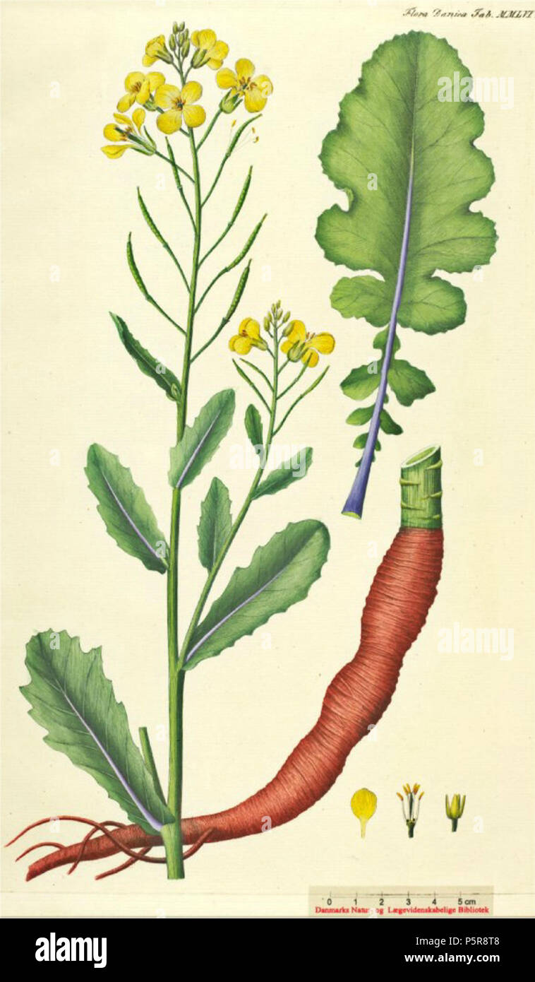 N/A. Englisch: Brassica oleracea var. oleracea Nederlands: Wilde kool. zwischen 1761 und 1888. Georg Christian Oeder 229 Brassica oleracea var. oleracea, wilde Kool Stockfoto
