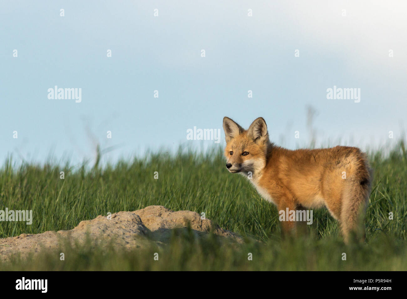 Fox pup, außerhalb der Höhle. Stockfoto