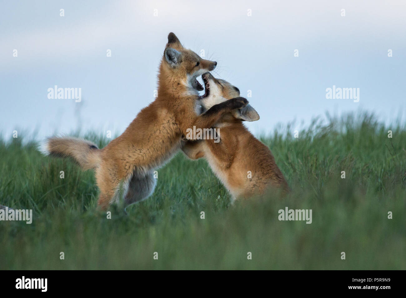 Zwei adorable Fox kits Spielen kämpfen. Stockfoto