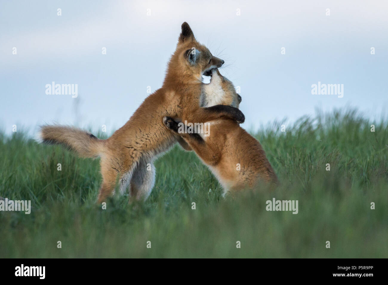 Spielen fighting fox Kits Stockfoto