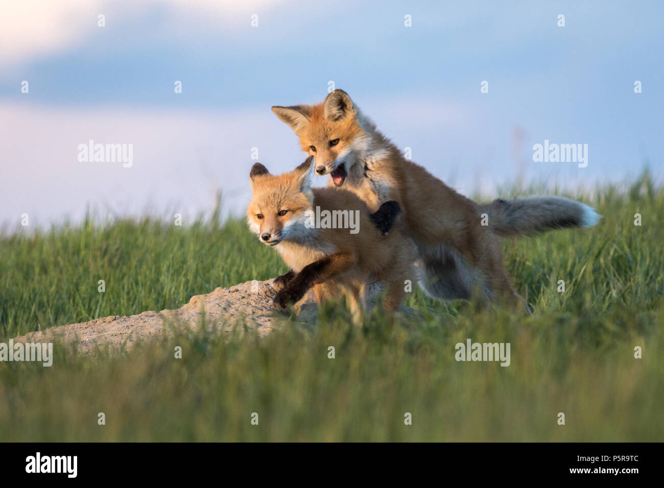 Sehr liebenswert und niedlichen Welpen spielen außerhalb ihrer Höhle. Stockfoto