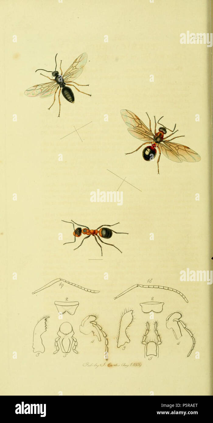 N/A. Englisch: Eine Illustration von der Britischen Entomologie von John Curtis. 1840er Jahre. John Curtis (1791-1862) Alternative Namen Curtis; J. Curtis Beschreibung britische Entomologe und Illustrator Datum der Geburt / Tod 3 September 1791 6 Oktober 1862 Ort der Geburt / Todes Norwich, Norfolk London Arbeiten Standort London Authority control: Q 327944 VIAF: 53707224 ISNI: 0000 0000 7374 6250 89015596 LCCN: keine Open Library: OL 2514429 ein Oxford Dict.: 6959 WorldCat 237 Britishentomologyvolume 4 Platte 752 Stockfoto