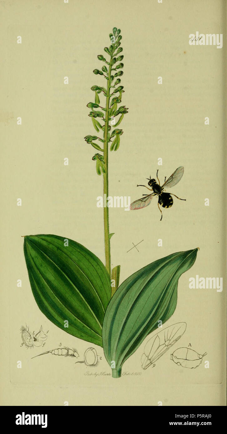 N/A. Englisch: John Curtis britischen Entomologie (1824-1840) Folio 441 Diptera: Oxycera morrisii (Lyme Regis Oxycera). Die Pflanze ist Listera ovata (Common Twayblade). 1836. John Curtis 238 Britishentomologyvolume 8 Platte 441 Stockfoto