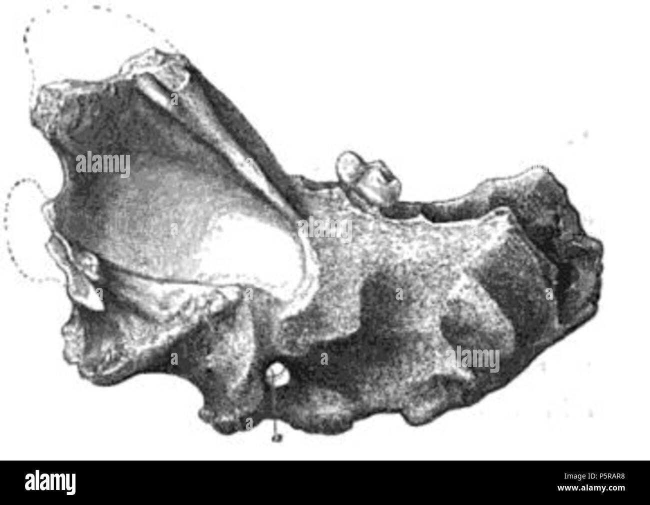 N/A. Englisch: Illustration eines britischen Wolf jaw. ca. 1846. Richard Owen (20. Juli 1804 - 18. Dezember 1892). 238 Britwolfjaw Stockfoto