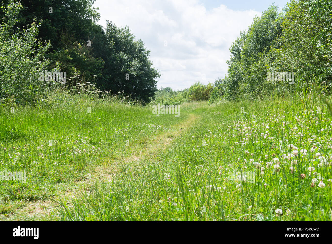 Radweg durch ein Land, Park Stockfoto