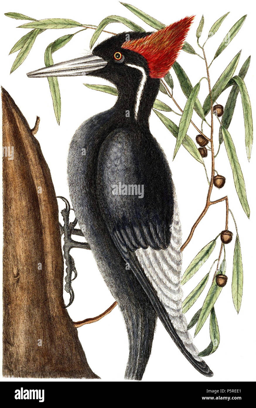 N/A. Englisch: Ivory-billed woodpecker Campephilus principalis, auf dem Wasser, Eiche Quercus phellos. Handcolorierte Kupferstich. Originale Bildunterschrift (hier 7/8) lautet: Picus Maximus rostro Albo: Der größte Weiße-rechnung Holz - Pecker; Quercus ilex, ein potius Marilandica folio Longo angusto Salicis. Ray Hist: Die Willow-Oak. 1754. Mark Catesby (1683-1749), und Edwards, George (1694-1773) 265 Campephilus principalisCatesbyV 1 P016AA Stockfoto