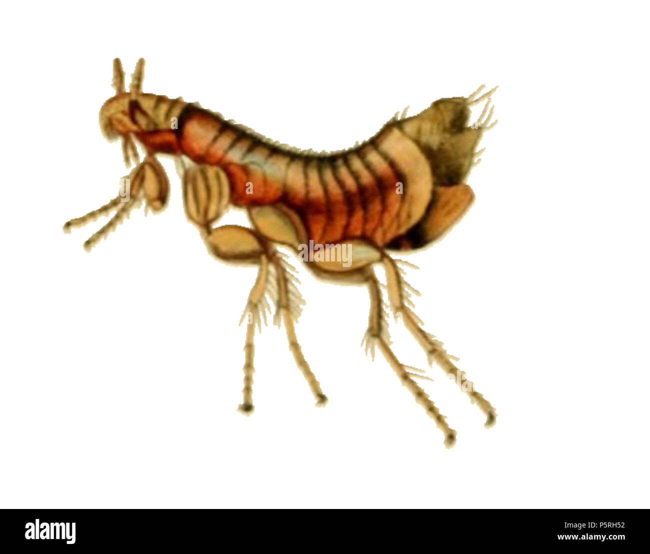 236 Britische Entomologie Platte 417 geschnitten Stockfoto