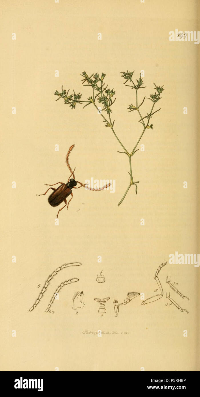 N/A. Englisch: Eine Illustration von der Britischen Entomologie von John Curtis. Euglenes Oculatus, (Paykull, 1798) (syn. Xylophilus oculatus oder Aderus oculatus) (Fly-vorangegangen Käfer). Die Pflanze ist scleranthus Annuus (jährliche Knawel). Zwischen 1828 und 1840. John Curtis (1791-1862) Alternative Namen Curtis; J. Curtis Beschreibung britische Entomologe und Illustrator Datum der Geburt / Tod 3 September 1791 6 Oktober 1862 Ort der Geburt / Todes Norwich, Norfolk London Arbeiten Standort London Authority control: Q 327944 VIAF: 53707224 ISNI: 0000 0000 7374 6250 89015596 LCCN: keine Open Library: OL 2514429 ein Oxford Stockfoto