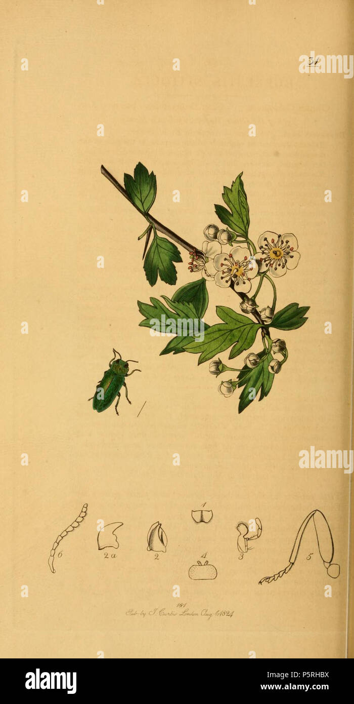 N/A. Englisch: Eine Illustration von der Britischen Entomologie von John Curtis. Nitidula buprestis Anthaxia nitidula (glitzernden Buprestis). Die Pflanze ist Crataegus sp. (Crataegus oxyacantha, Weiß - thorn), aber erkennbar als Rosa Moschata. 1840. John Curtis (1791-1862) Alternative Namen Curtis; J. Curtis Beschreibung britische Entomologe und Illustrator Datum der Geburt / Tod 3 September 1791 6 Oktober 1862 Ort der Geburt / Todes Norwich, Norfolk London Arbeiten Standort London Authority control: Q 327944 VIAF: 53707224 ISNI: 0000 0000 7374 6250 89015596 LCCN: keine Open Library: OL 2514429 ein Oxford Di Stockfoto