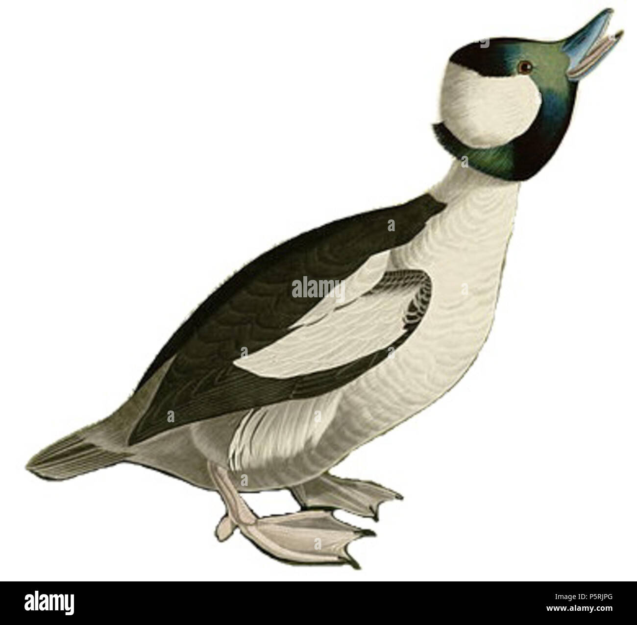 N/A. Platte 325 Vogelarten von Amerika von John James Audubon Darstellung Buffel-headed Duck. zwischen 1827 und 1838. John James Audubon (1785-1851) Alternative Namen Geburt Name: Jean-Jacques - Fougère Audubon Beschreibung amerikanische Ornithologe, Naturalist, Jäger und Maler Geburtsdatum / Tod 26. April 1785 vom 27. Januar 1851 Ort der Geburt / Todes Les Cayes (Haiti) New York City Standort Louisville, New Orleans, New York City, Florida Authority control: Q 182882 VIAF: 14765625 ISNI: 0000 0001 1040 5836 ULAN: 500016578 79018677 LCCN: n NLA: 35010139 WorldCat 248 Buffel-headed Duck Stockfoto